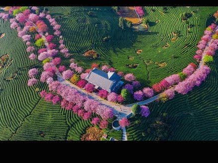 享花卡是什么平台