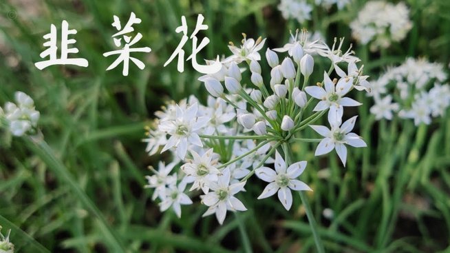 花呗怎么高效提前还款