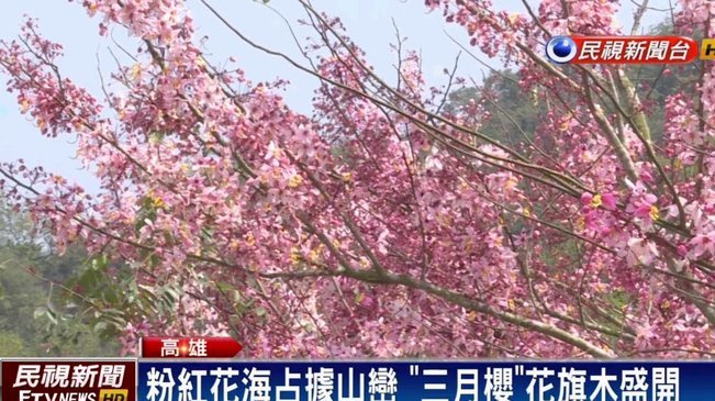花呗平台是什么？服务或将调整