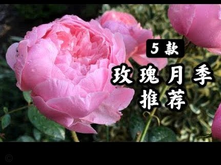 花呗为什么提现不出来