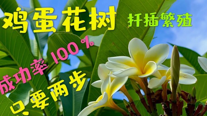 花呗套现手续费高吗？安全吗