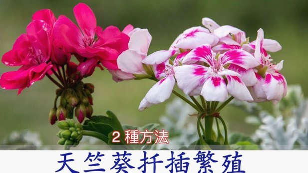 花呗怎么出不来了