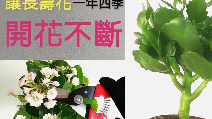 花呗使用平台 现在叫什么