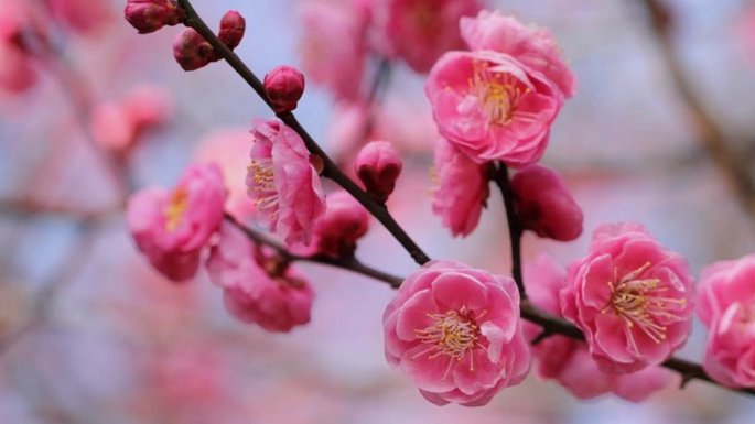 花呗怎么提现出来 取现