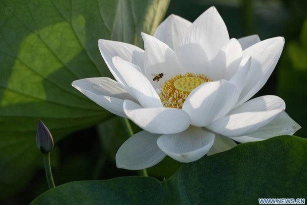 月付与花呗的差异解析